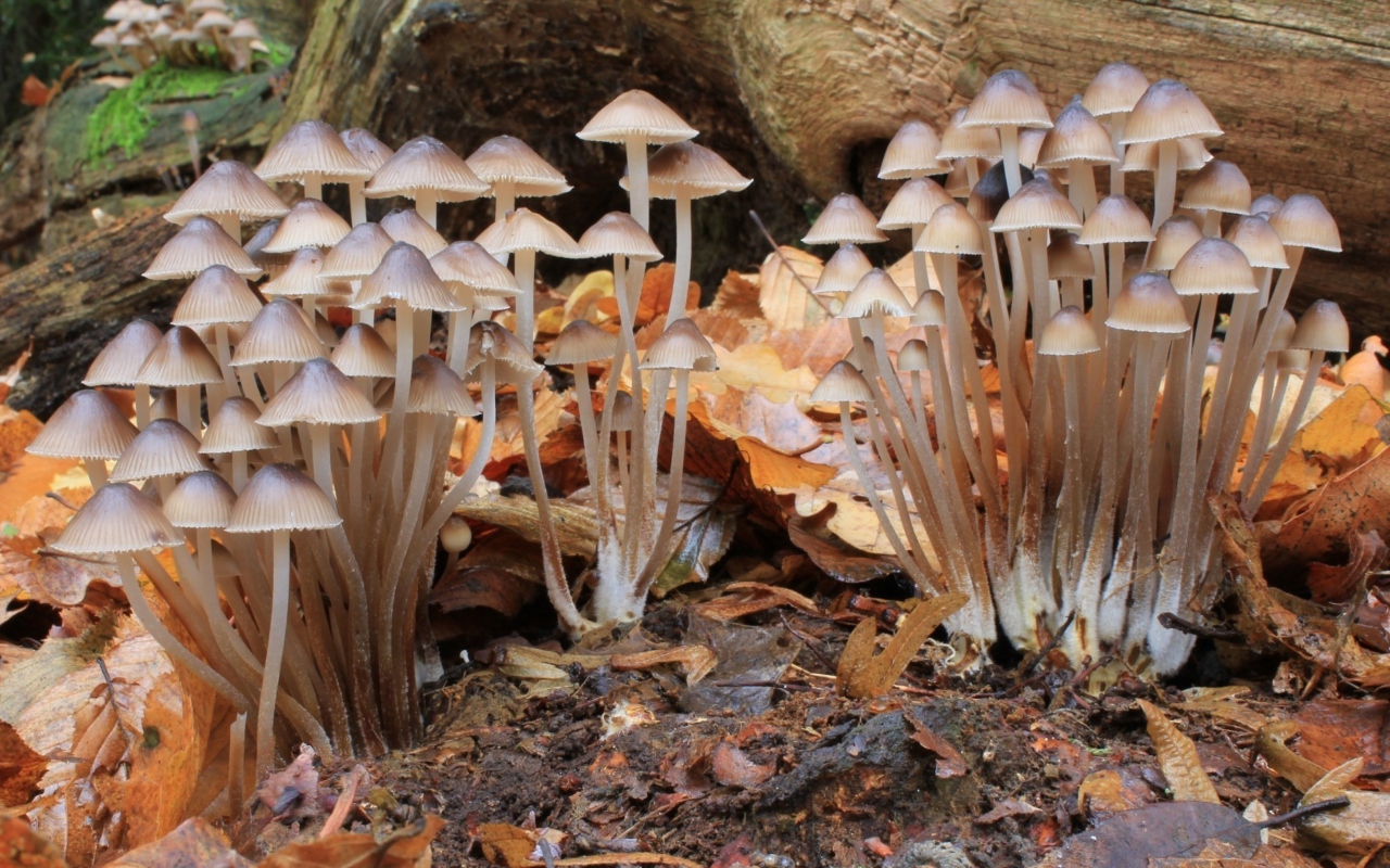 Обои Fungi Mushrooms 1280x800