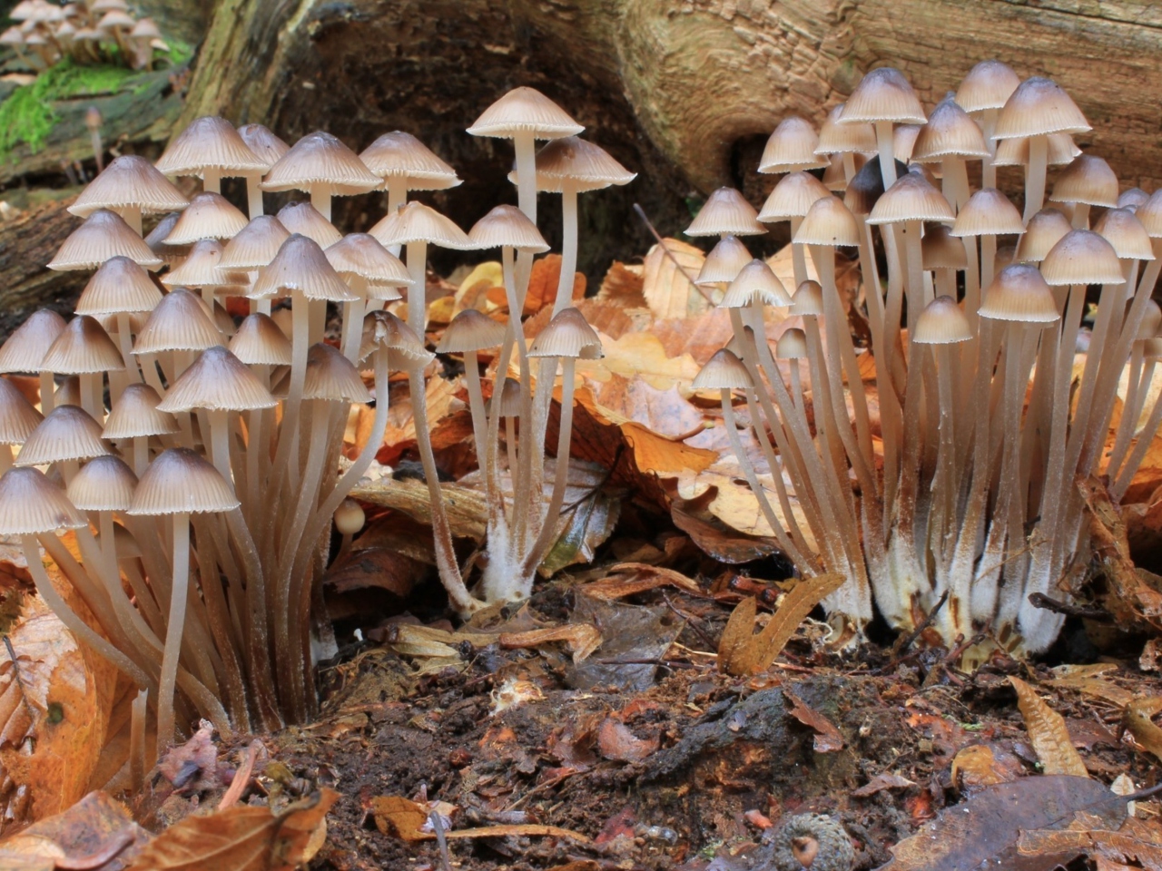 Fondo de pantalla Fungi Mushrooms 1280x960