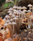 Fondo de pantalla Fungi Mushrooms 128x160