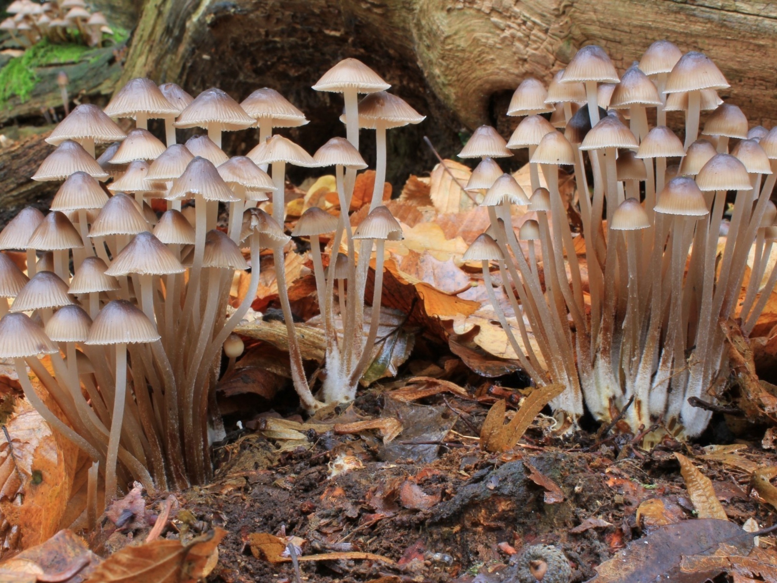 Fondo de pantalla Fungi Mushrooms 1600x1200