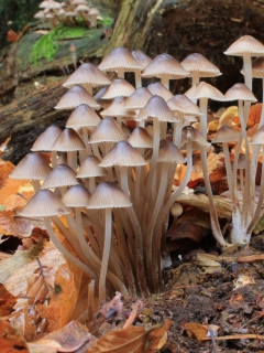 Fondo de pantalla Fungi Mushrooms 240x320