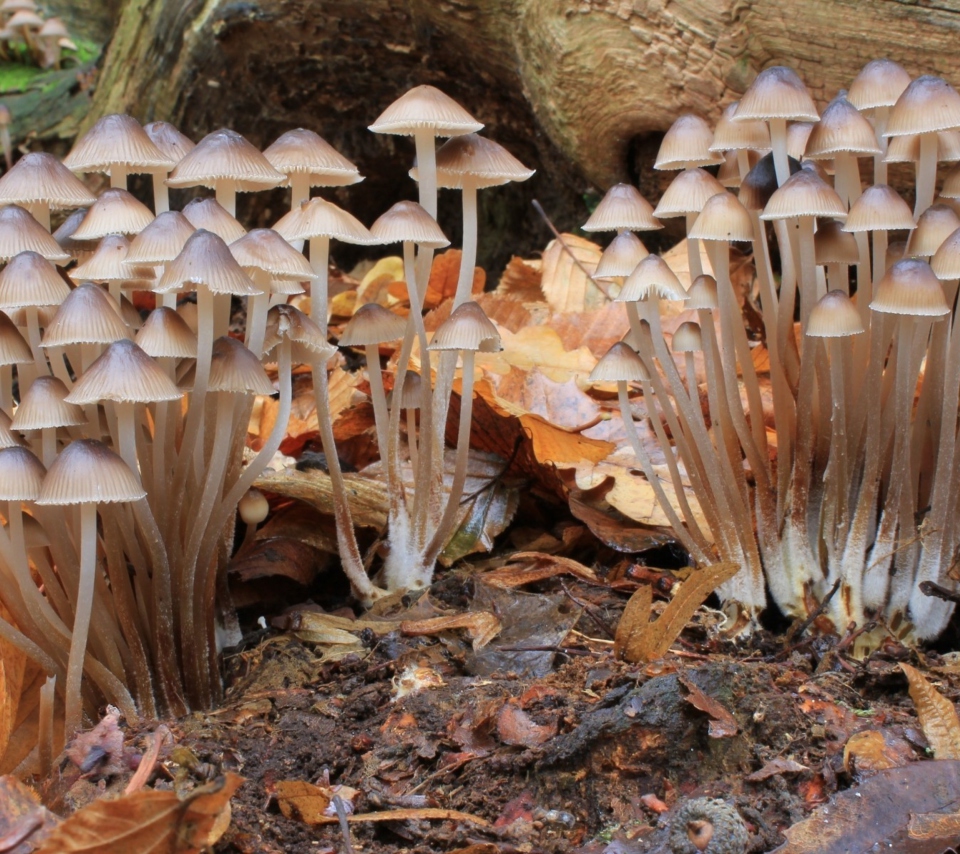 Fondo de pantalla Fungi Mushrooms 960x854
