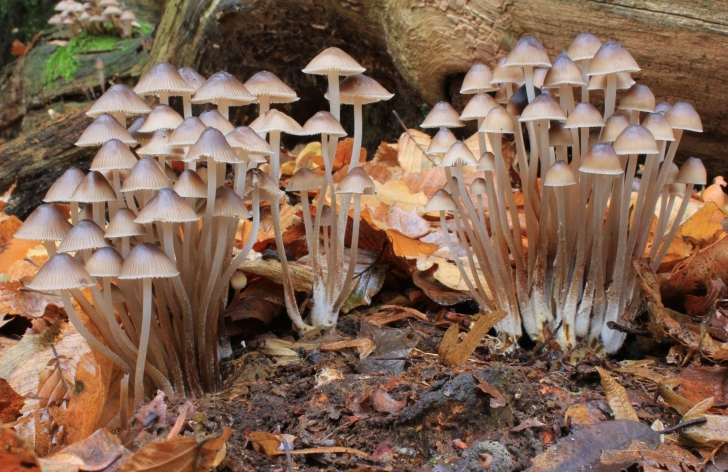 Das Fungi Mushrooms Wallpaper