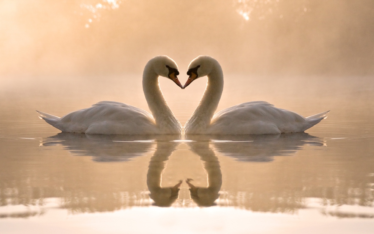 Two Swans wallpaper 1280x800