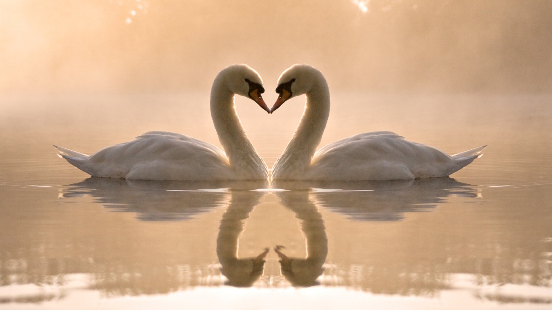 Das Two Swans Wallpaper 1920x1080