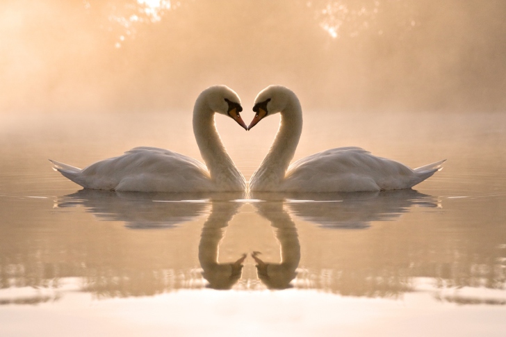 Two Swans wallpaper