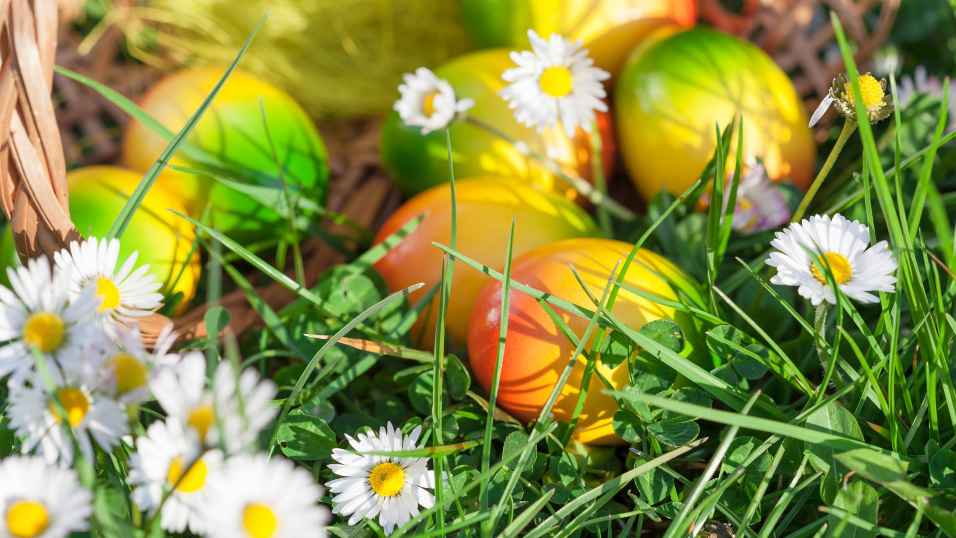 Fondo de pantalla Chamomile and colored eggs 1920x1080