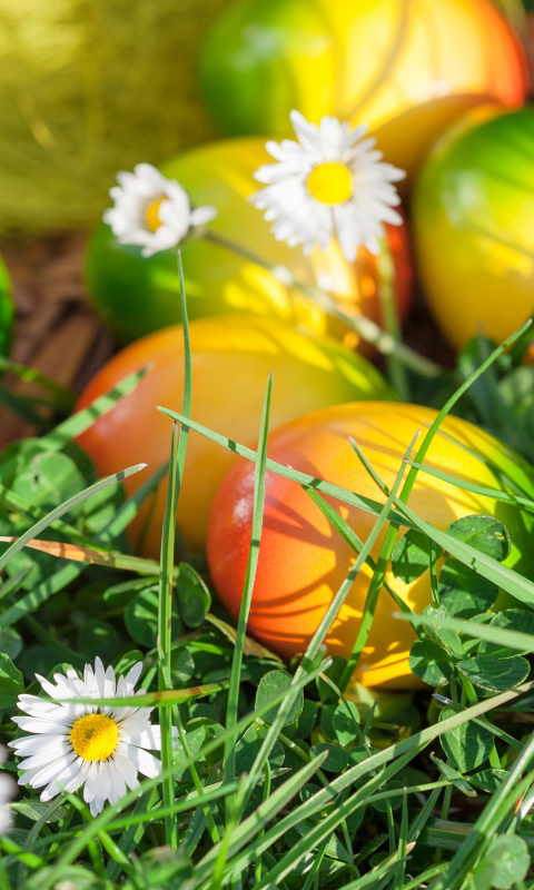 Chamomile and colored eggs wallpaper 480x800