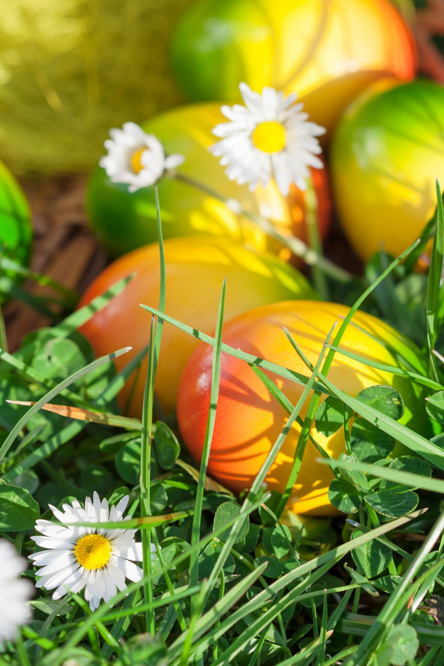 Sfondi Chamomile and colored eggs 640x960