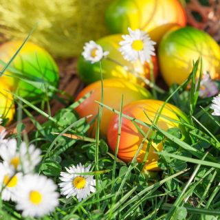 Chamomile and colored eggs - Obrázkek zdarma pro 1024x1024