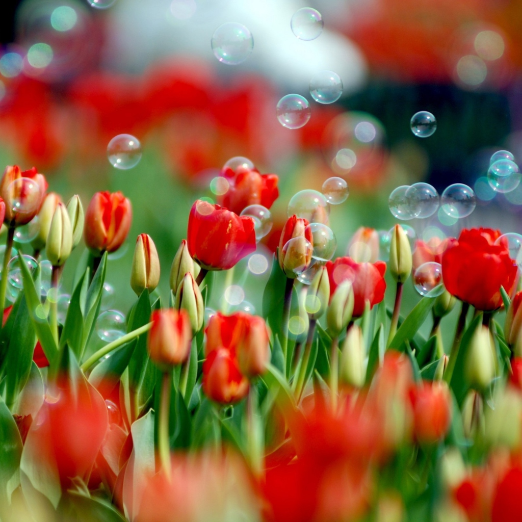 Обои Tulips And Bubbles 1024x1024
