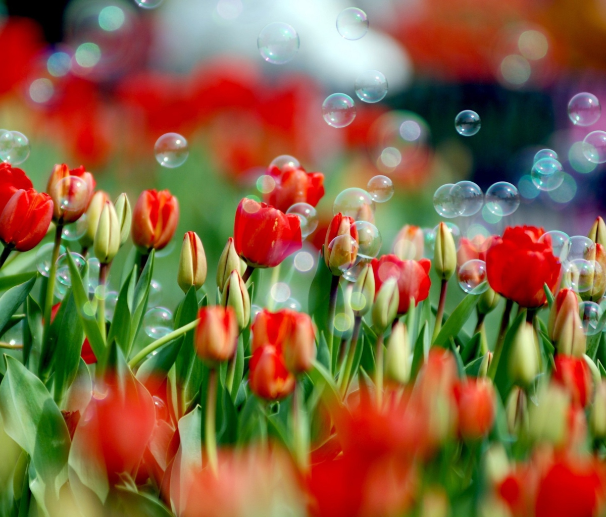 Screenshot №1 pro téma Tulips And Bubbles 1200x1024