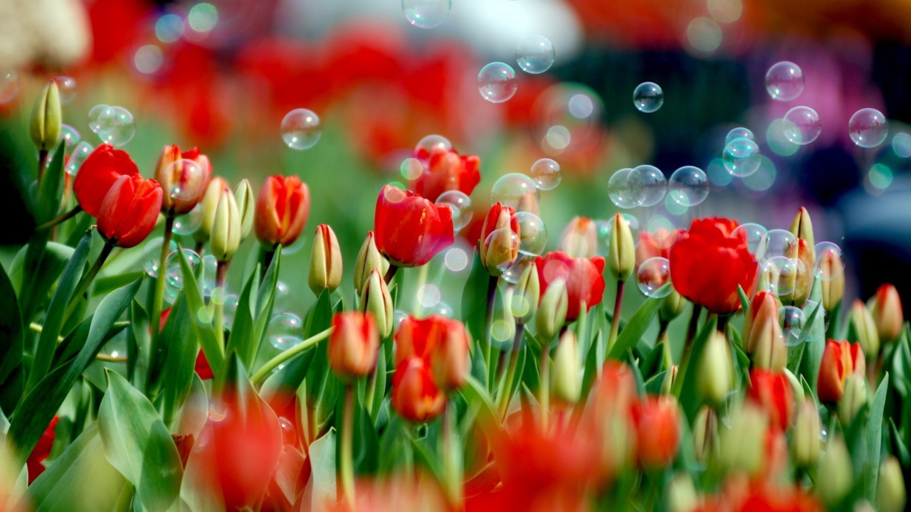 Screenshot №1 pro téma Tulips And Bubbles 1280x720