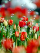 Sfondi Tulips And Bubbles 132x176