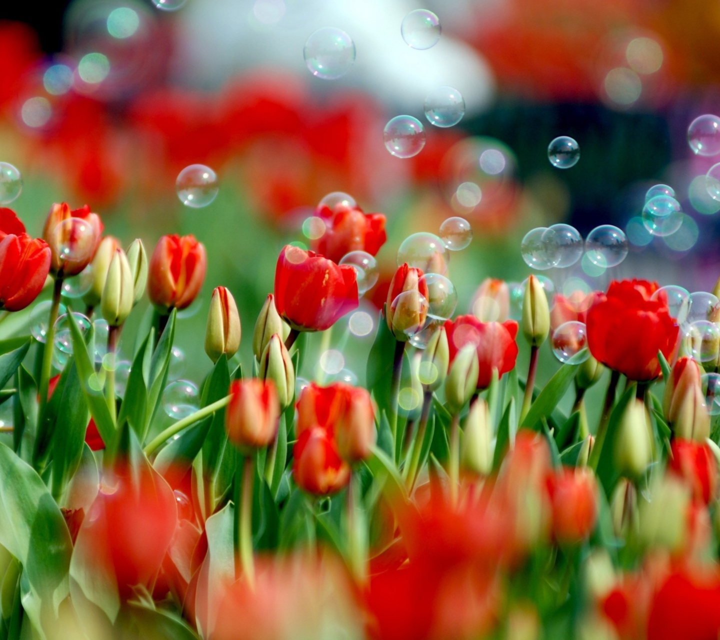 Das Tulips And Bubbles Wallpaper 1440x1280