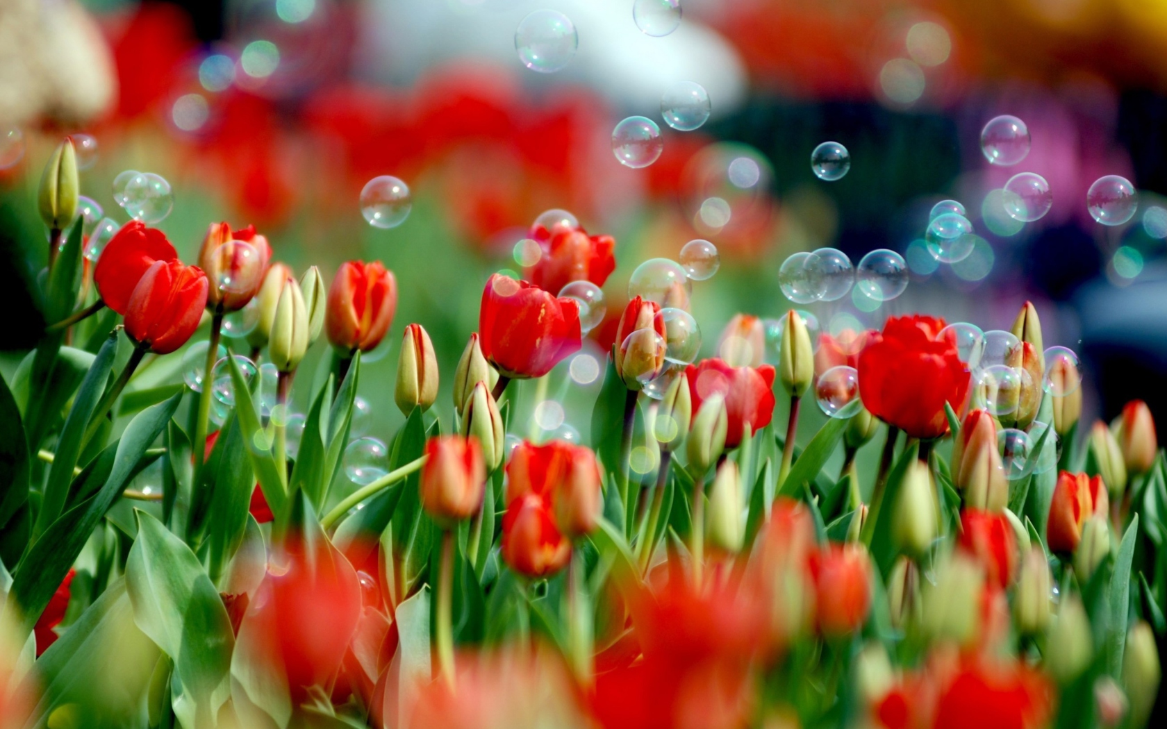 Screenshot №1 pro téma Tulips And Bubbles 1680x1050