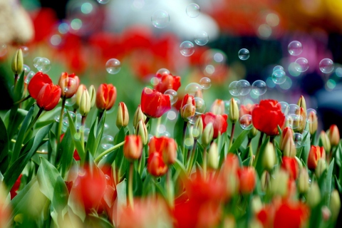 Screenshot №1 pro téma Tulips And Bubbles 480x320