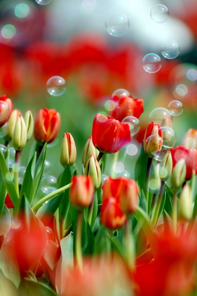 Tulips And Bubbles wallpaper 640x960