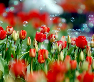 Kostenloses Tulips And Bubbles Wallpaper für 208x208