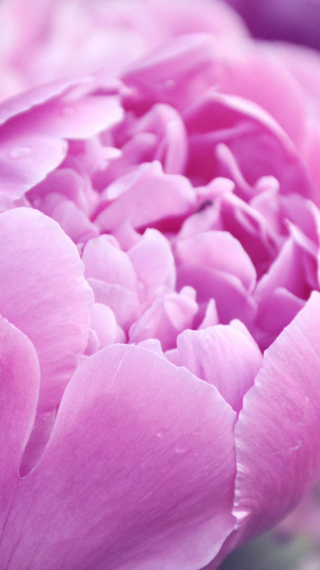 Screenshot №1 pro téma Purple Peonies 1080x1920