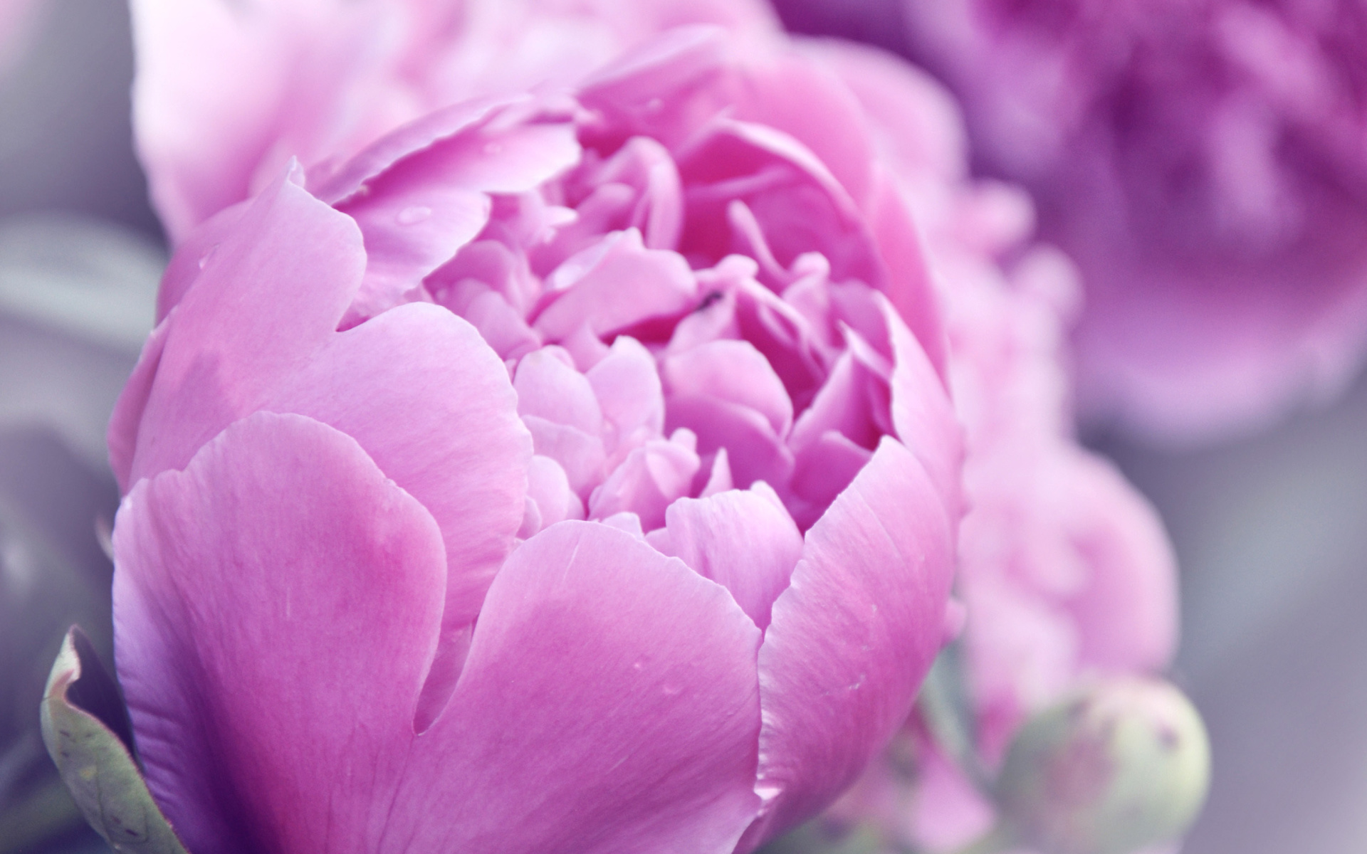 Screenshot №1 pro téma Purple Peonies 1920x1200