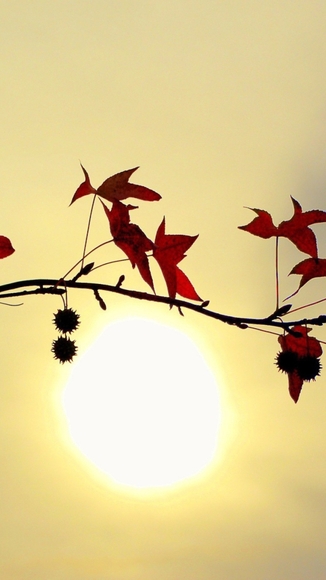 Обои Branch With Red Leaves And Sun 1080x1920