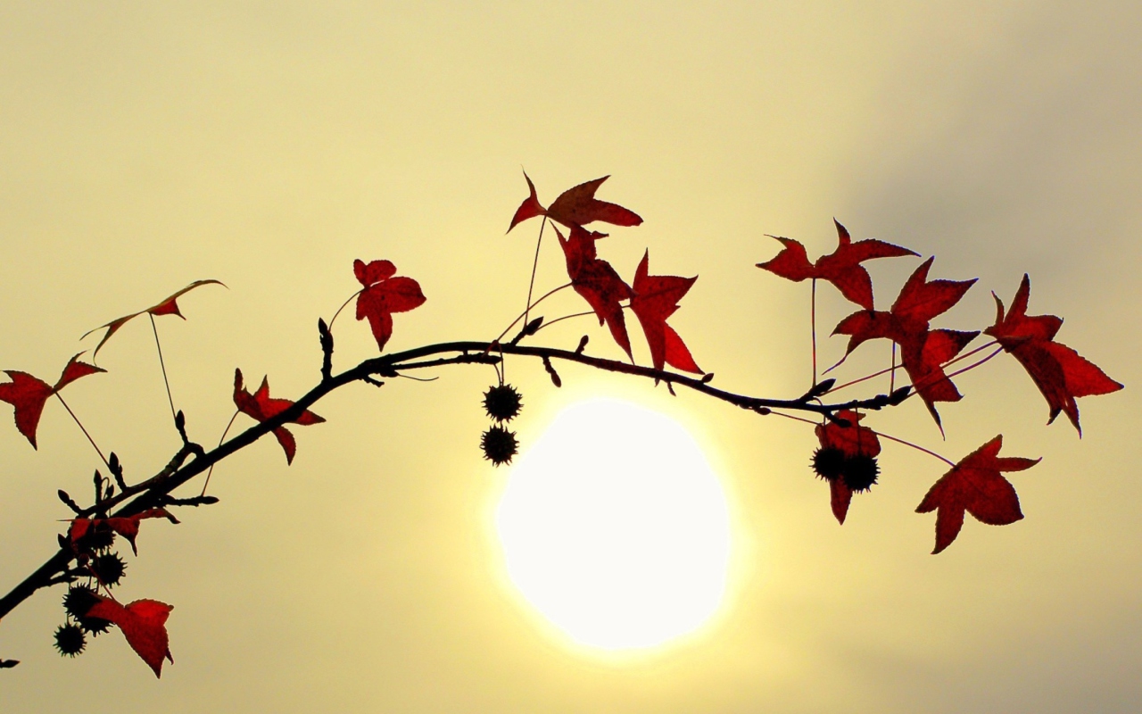 Обои Branch With Red Leaves And Sun 1280x800