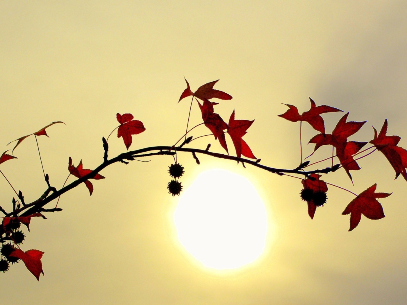 Branch With Red Leaves And Sun screenshot #1 1400x1050