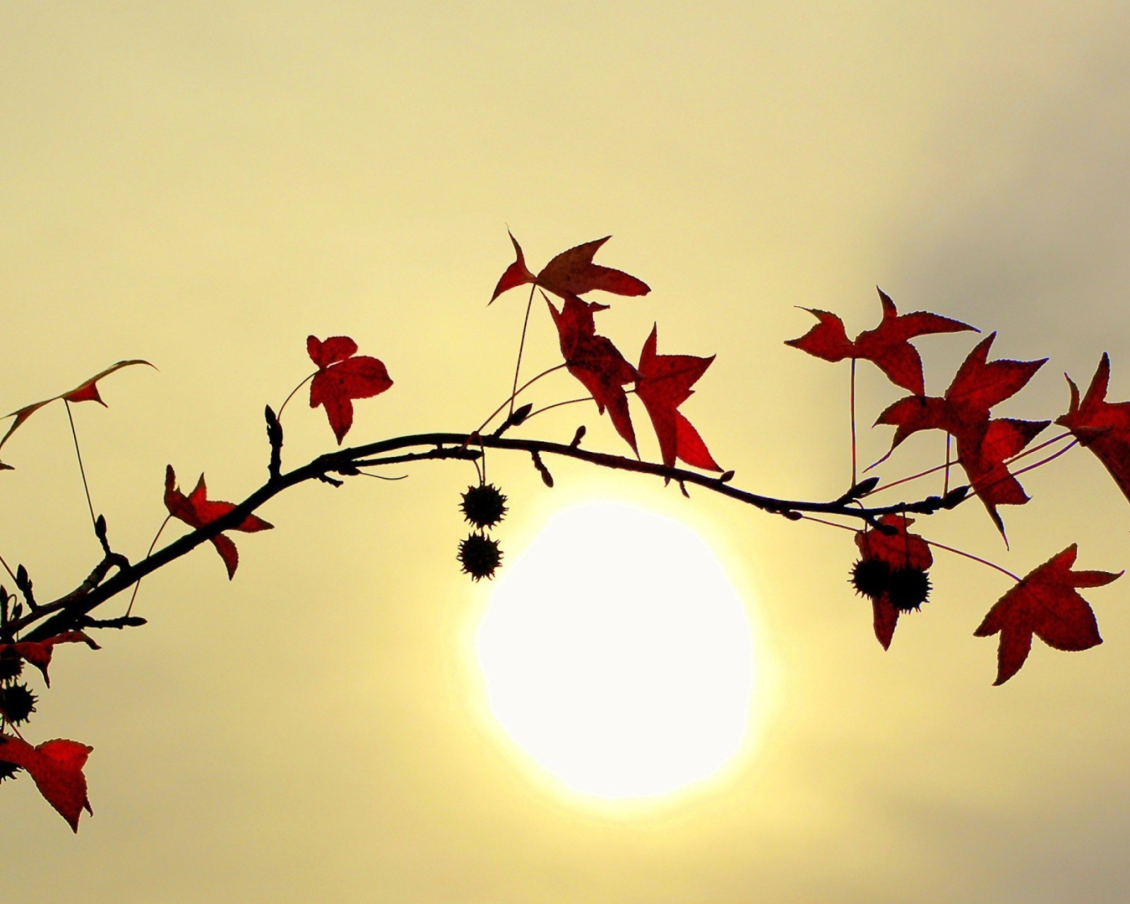 Branch With Red Leaves And Sun screenshot #1 1600x1280