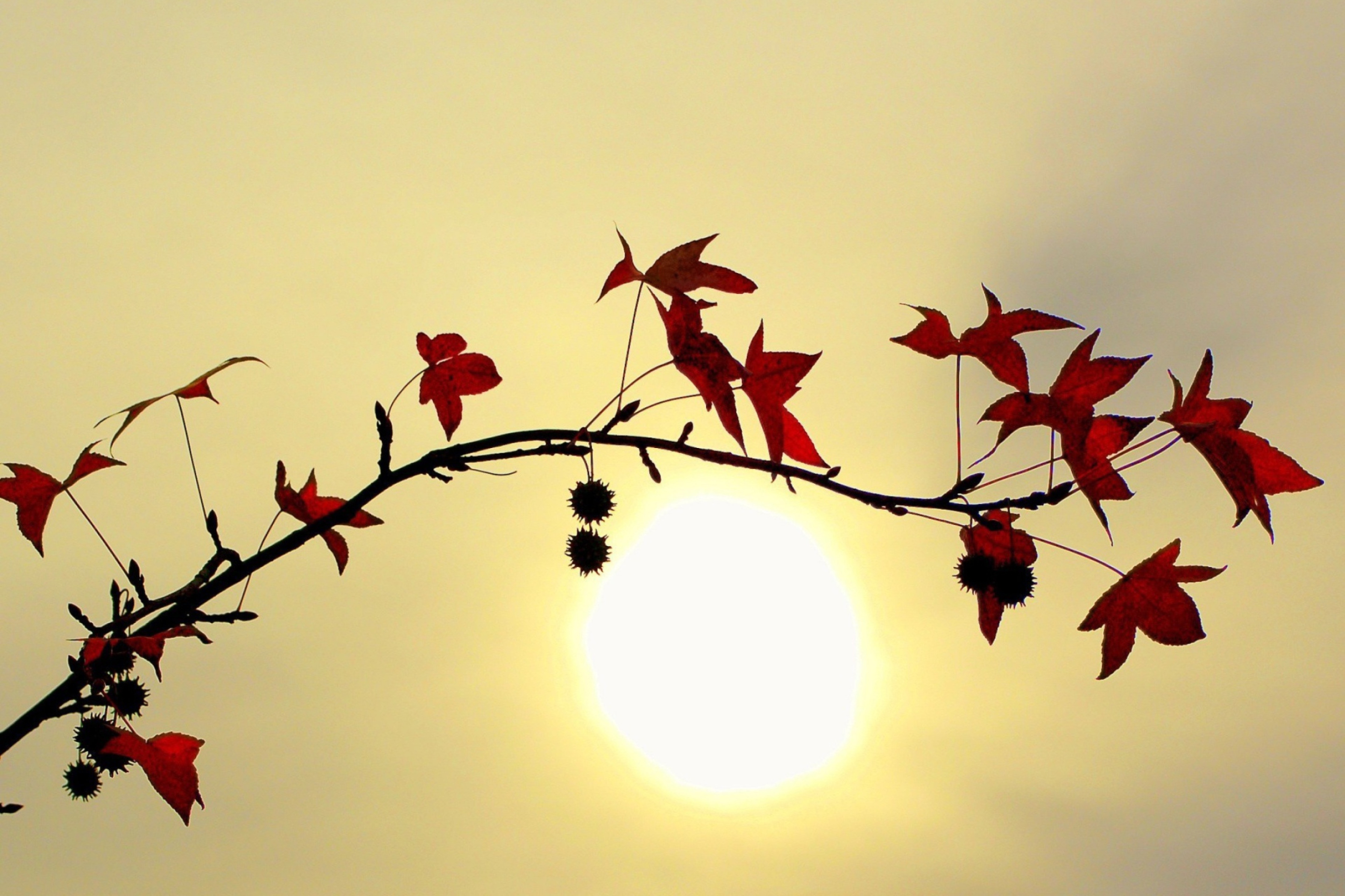 Fondo de pantalla Branch With Red Leaves And Sun 2880x1920
