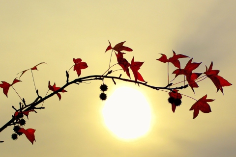 Fondo de pantalla Branch With Red Leaves And Sun 480x320