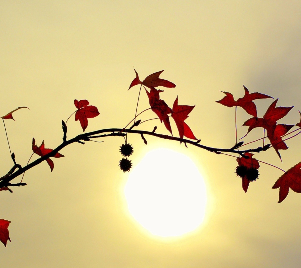 Fondo de pantalla Branch With Red Leaves And Sun 960x854