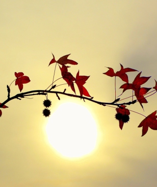 Kostenloses Branch With Red Leaves And Sun Wallpaper für 320x480