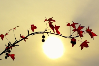 Branch With Red Leaves And Sun - Obrázkek zdarma 