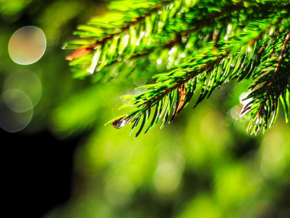 Close-Up Spruce Tree Branch screenshot #1 1152x864