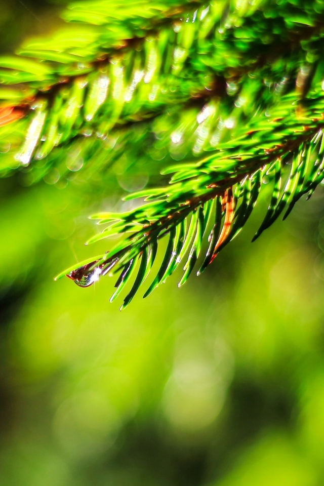 Screenshot №1 pro téma Close-Up Spruce Tree Branch 640x960