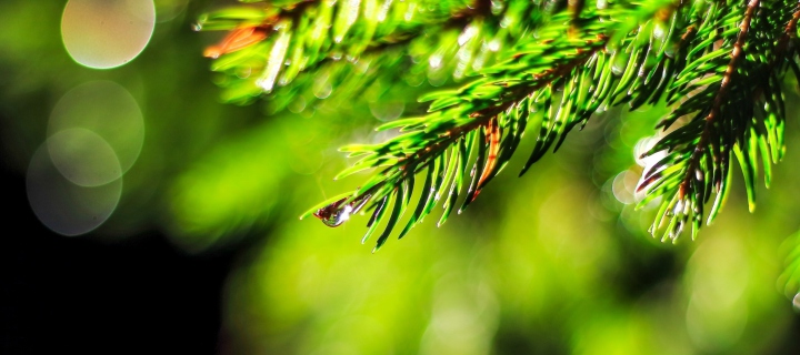 Screenshot №1 pro téma Close-Up Spruce Tree Branch 720x320