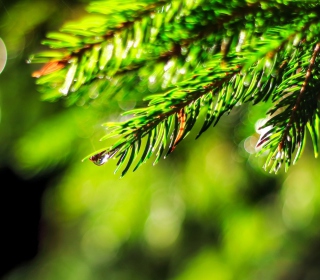 Close-Up Spruce Tree Branch - Fondos de pantalla gratis para 1024x1024