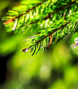 Close-Up Spruce Tree Branch - Obrázkek zdarma pro 640x960