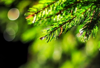 Close-Up Spruce Tree Branch - Obrázkek zdarma pro Fullscreen Desktop 1024x768