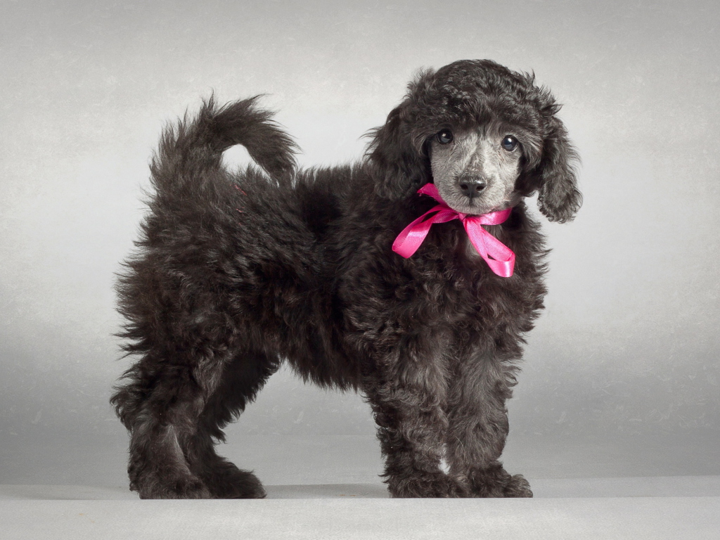 Sfondi Funny Puppy With Pink Bow 1024x768