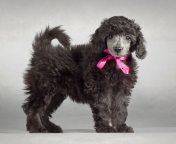 Fondo de pantalla Funny Puppy With Pink Bow 176x144