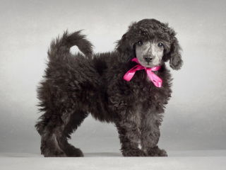 Fondo de pantalla Funny Puppy With Pink Bow 320x240