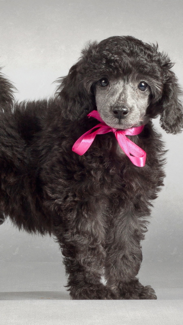 Funny Puppy With Pink Bow wallpaper 360x640