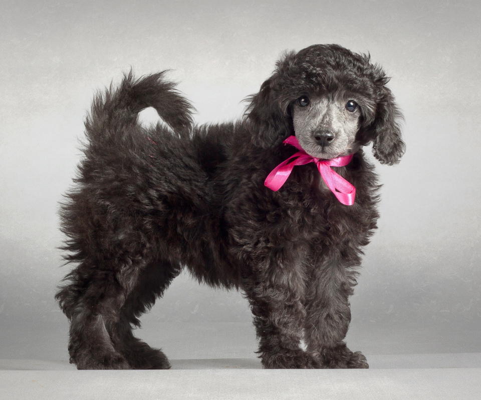 Обои Funny Puppy With Pink Bow 960x800