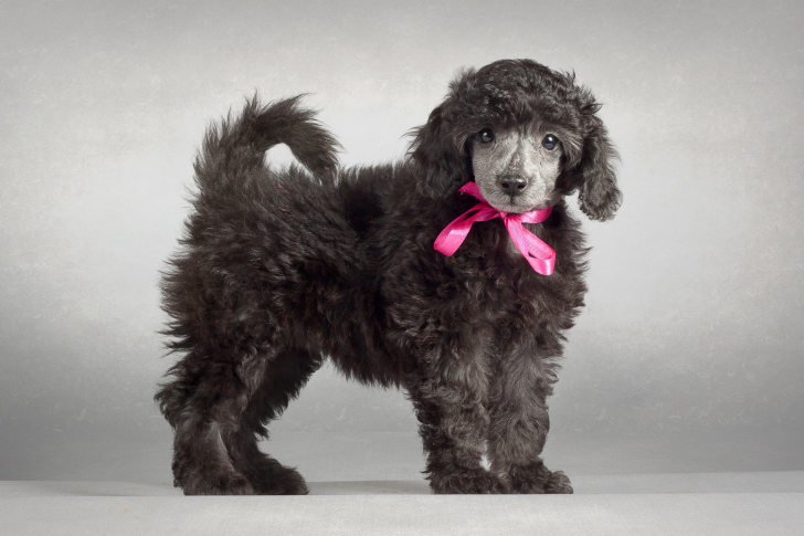 Fondo de pantalla Funny Puppy With Pink Bow