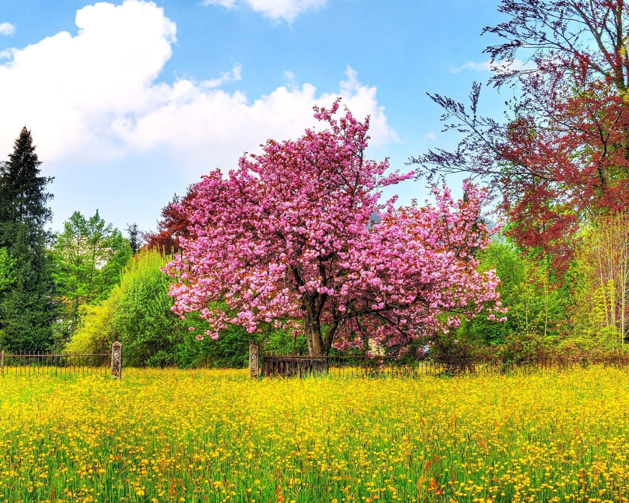 Sfondi Flowering Cherry Tree in Spring 1280x1024