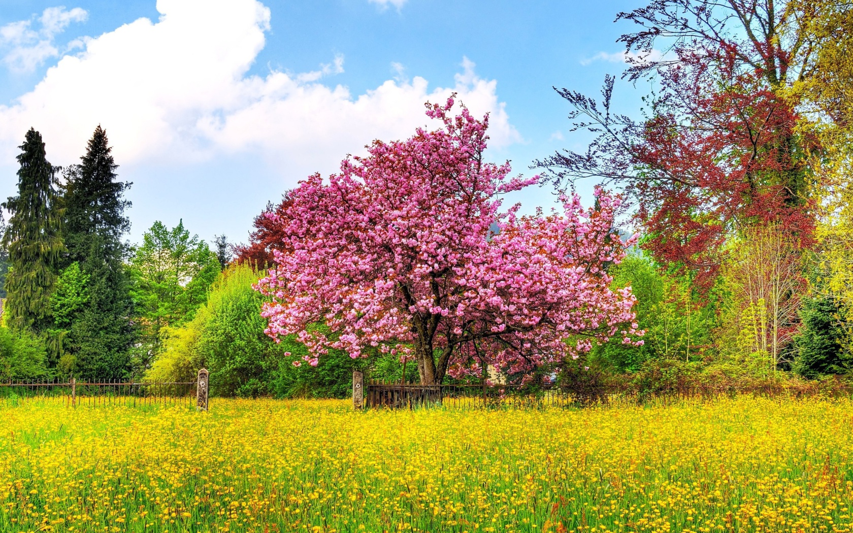 Обои Flowering Cherry Tree in Spring 1680x1050