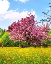 Sfondi Flowering Cherry Tree in Spring 176x220