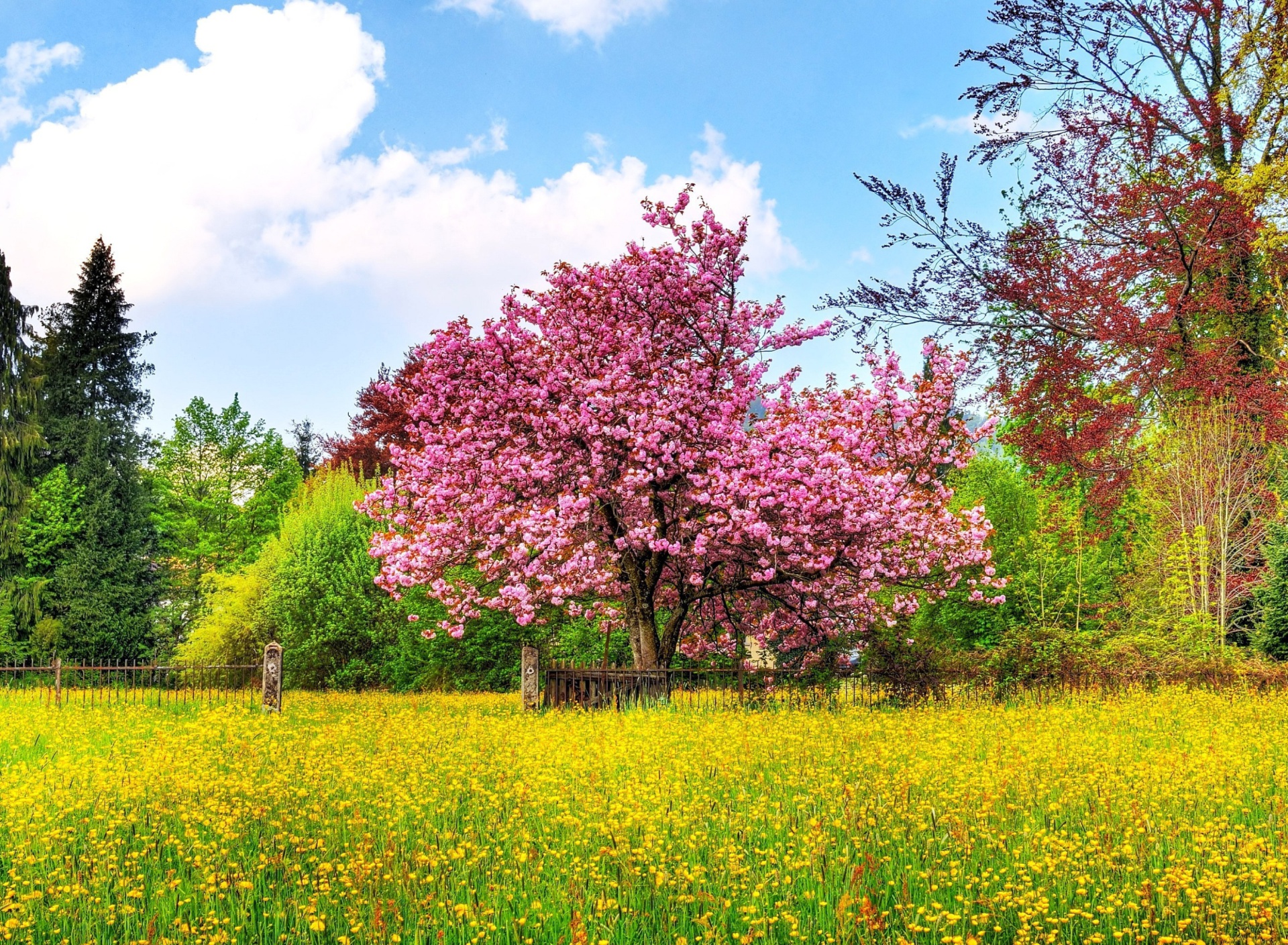Обои Flowering Cherry Tree in Spring 1920x1408